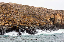 South American sea lion (Otaria flavescens) on coast, Palomino Islands, Islas Palomino, Peru; South America
