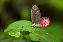 Transparent Phantom butterfly (Cithaerias pireta) Panguana Reserve, Huanuca province, Amazon basin, Peru.