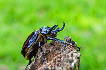 Rhinoceros beetle (Megasoma actaeon) male, Panguana Reserve, Huanuco province, Amazon basin, Peru.