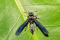 Wasp mimic moth (Erebidae) Huanuco province, Amazon basin, Peru.