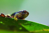 Frog (Osteocephalus sp.) Panguana Reserve, Huanuco province, Amazon basin, Peru.