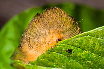 Hairy caterpillar (Megalopygidae) Panguana Reserve, Huanuco province, Amazon basin, Peru.