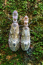 Lantern bugs (Fulgora laternaria) on tree trunk,  Panguana Reserve, Peru.