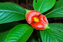Sore mouth flowers (Cephaelis tomentosa) Panguana Reserve, Huanuco Province, Amazon Basin, Peru.