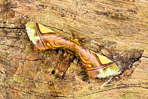 Moth (Epia muscosa) Panguana Reserve, Huanuca province, Amazon basin, Peru.