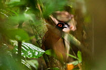 Black-spotted bare-eye (Phlegopsis nigromaculata) Panguana Reserve, Huanuco province, Amazon basin, Peru.