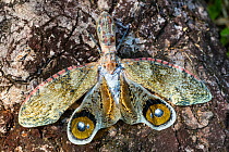 Lantern bug (Fulgora laternaria) Tambopata river, Tambopata National Reserve, Peru.