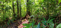 Lowland rainforest, Panguana Reserve, Huanuco province, Amazon basin, Peru.