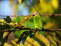 Dusky-headed parakeet (Aratinga weddellii) in rainforest, Panguana Reserve, Huanuca province, Amazon basin, Peru.