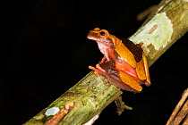 Frog (Dendropsophus leucophyllatus) Panguana Reserve, Huanuco province, Amazon basin, Peru.