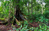 Rainforest tree with buttress roots, in lowland rainforest, Panguana Reserve, Huanuco province, Amazon basin, Peru.