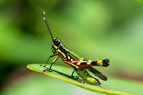 Grasshopper (Tetrataenia surinama) on leaf, Panguana Reserve, Huanuca province, Amazon basin, Peru.