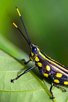 Brightly coloured cricket (Rhopsotettix consummatus) in rainforest, Panguana Reserve, Huanuca province, Amazon basin, Peru.