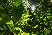 View up into canopy with sun rays shining through the leaves,  lowland rainforest, Panguana Reserve, Huanuco province, Amazon basin, Peru.