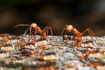 Army ants (Eciton burcellii) Panguana Reserve, Huanuco province, Amazon basin, Peru.