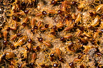 Termites (Nasutitermes sp) soldiers, Panguana Reserve, Huanuco province, Amazon basin, Peru.