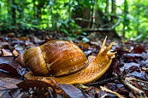 Giant land snail (Megalobulimus sp), Panguana Reserve, Huanuco province, Amazon basin, Peru.