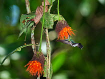 Grey-breasted sabrewing (Campylopterus largipennis) feeding on rainforest flowers, Panguana Reserve, Huanuca province, Amazon basin, Peru.