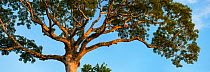 Lupuna tree (Chorisia insignis) in lowland rainforest,  Panguana Reserve, Huanuca province, Amazon basin, Peru.