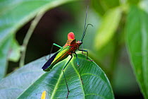 Bug (Sundarus sp). Panguana Reserve, Huanuco province, Amazon basin, Peru.