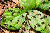 Ants (Formicidae) on green leaves on rain forest floor, Panguana Reserve, Huanuco province, Amazon basin, Peru.