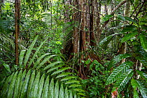 Rainforest tree with buttress roots, during rainfall, Lowland rainforest, Panguana Reserve, Huanuco province, Amazon basin, Peru.