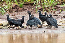 American black vultures (Coragyps atratus) on river bank, Panguana Reserve, Huanuco province, Amazon basin, Peru.