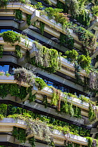 Vertical garden on the walls of a tower block, Barcelona. Catalonia. Spain, June 2013.