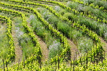 Vineyard landscape, Planes del Priorat Area of Natural Interest, Tarragona, Catalonia, Spain, May 2013.