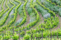 Vineyard landscape, Planes del Priorat Area of Natural Interest, Tarragona, Catalonia, Spain, May 2013.