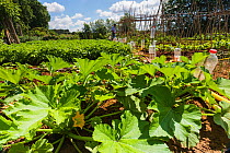 Organic vegetable patch with Squash (Cucurbita) in flower, Gallecs Area of Natural Interest, Barcelona, Catalonia, Spain, May.