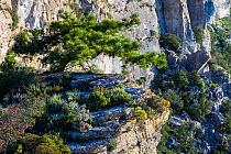 European black pine tree (Pinus nigra) growing on cliffs, Pradell-La Argentera Mountain Range Area of Natural Interest, Tarragona, Catalonia, Spain, May 2013.