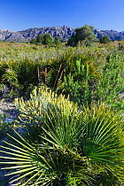 Landscape in Plana de St. Jordi Area of Natural Interest, Tarragona, Catalonia, Spain, May 2013.