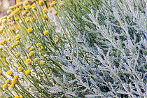 Cotton lavender (Santolina chamaecyparissus) flowers, Spain, June.