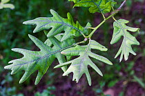Pyrenean oak tree (Quercus pyrenaica) leaves, Prades Mountain Area of Natural Interest. Tarragona, Catalonia, Spain, June.