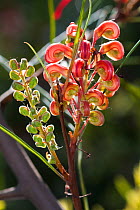 Johnson's grevillea (Grevillea johnsonii) flowers, cultivated plant occurs in Australia.