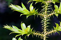 Bunya pine (Araucaria bidwillii) leaves, cultivated plant, occurs in Australia.