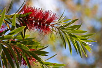 Weeping bottlebrush tree (Callistemon viminalis) cultivated plant occurs in Australia.