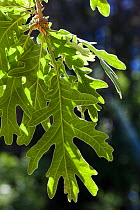 Pyrenean oak tree (Quercus pyrenaica) leaves, Prades Mountain Area of Natural Interest, Tarragona, Catalonia,  Spain, May.