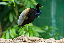 Grey-winged trumpeter (Psophia crepitans) captive, occurs in South America.
