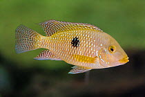 Pearl cichlid (Geophagus brasiliensis) captive, occurs in Brazil and Uruguay.