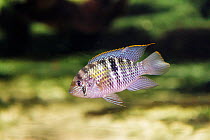Blue acara (Andinoacara pulcher) captive, occurs in South and Central America.