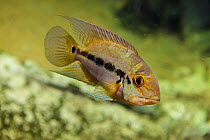 Parrot cichlid (Hoplarchus psittacus) captive occurs in Brazil, Colombia and Venezuela.