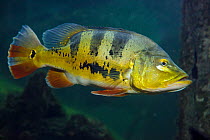 Peacock bass (Cichla ocellaris) captive, occurs in South America.