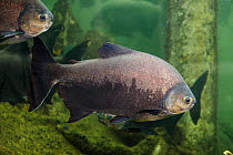 Pacu fish (Colossoma macropomum),captive occurs in South America.