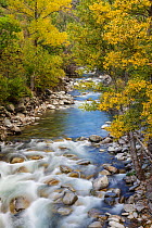 Noguera Pallaresa River in autumn, Alt Aneu Natural Park. Aneu Valley, Pyrenees Mountain, Lleida,Catalonia, Spain, October.