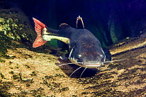 Redtail catfish (Phractocephalus hemioliopterus) captive, occurs in  South America.