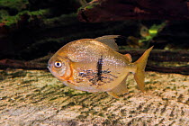 Disk tetra (Myleus schomburgki) captive, occurs in South America.