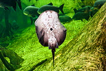 Smooth back river stingray (Potamotrygon orbignyi) view of underside, captive, occurs in Suriname, Guiana and French Guiana.