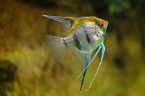 Freshwater angelfish (Pterophyllum scalare) captive, occurs in South America.